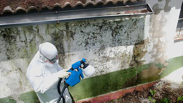 Top rated local Basement Mold Removal specialists in Sanford, VA